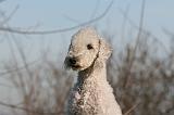 BEDLINGTON TERRIER 091